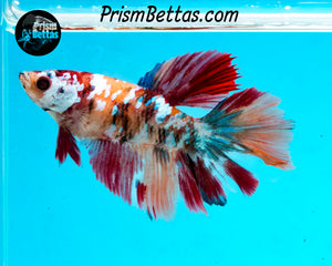 Candy Koi Halfmoon Female