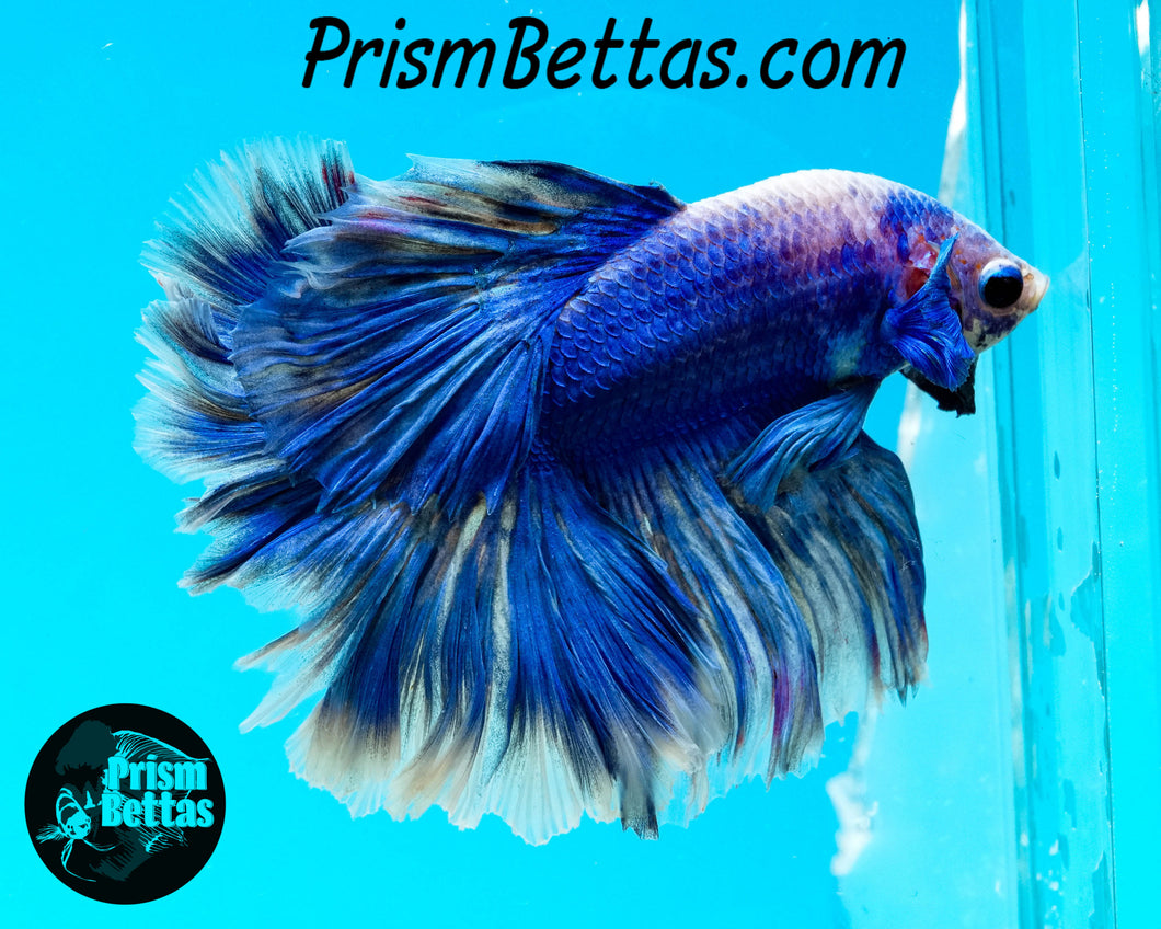 Blue Grizzle Halfmoon Male