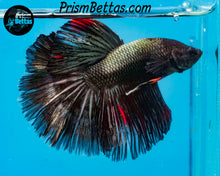 Load image into Gallery viewer, Copper Halfmoon Male