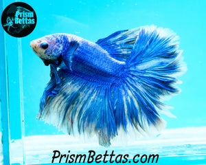 Blue Grizzle Halfmoon Male