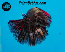 Load image into Gallery viewer, Copper Halfmoon Male