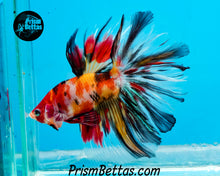 Load image into Gallery viewer, Candy Koi Halfmoon Male