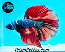 Load image into Gallery viewer, Rainbow Marble Halfmoon Male