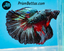 Load image into Gallery viewer, Marble Halfmoon Male