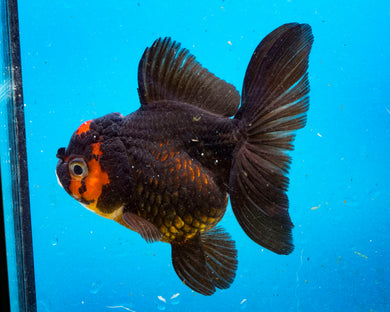 Apache Oranda Female (4.5 inches) Imported from Thailand