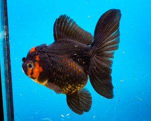 Apache Oranda Female (4.5 inches) Imported from Thailand