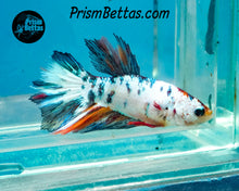 Load image into Gallery viewer, Marble Halfmoon Female