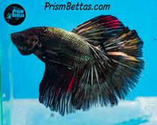 Load image into Gallery viewer, Copper Halfmoon Male