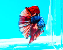 Load image into Gallery viewer, Rainbow Marble Halfmoon Male