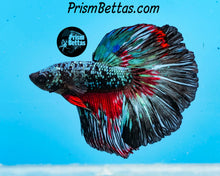 Load image into Gallery viewer, Marble Halfmoon Male