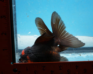 Apache Oranda Female (4.5 inches) Imported from Thailand