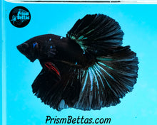 Load image into Gallery viewer, Blackstar Halfmoon Male