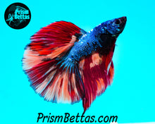 Load image into Gallery viewer, Rainbow Marble Halfmoon Male