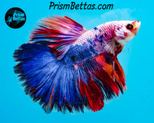Load image into Gallery viewer, Marble Halfmoon Male