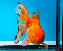 Load image into Gallery viewer, Orange Oranda Male(4.5 inches) Imported from Thailand