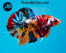 Load image into Gallery viewer, Candy Koi Halfmoon Plakat Male