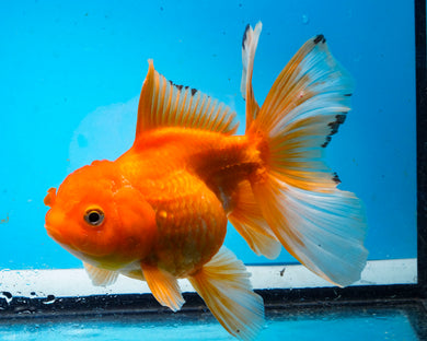 Orange Oranda Male(4.5 inches) Imported from Thailand