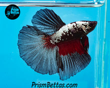 Load image into Gallery viewer, Copper Devil Halfmoon Male