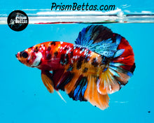 Load image into Gallery viewer, Candy Koi Halfmoon Plakat Male