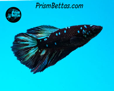 Blackstar Halfmoon Female