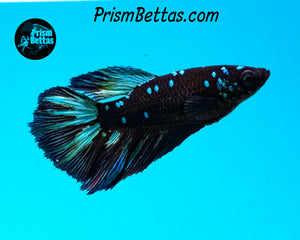 Blackstar Halfmoon Female