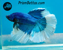 Load image into Gallery viewer, Turquoise Butterfly Halfmoon Male