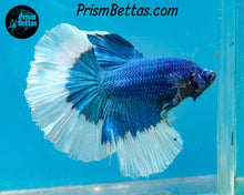 Load image into Gallery viewer, Turquoise Butterfly Halfmoon Male