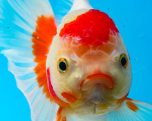 Load image into Gallery viewer, Orange and White Shogun Oranda Female (5.25 inches) Imported from Thailand