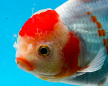 Load image into Gallery viewer, Orange and White Shogun Oranda Female (5.25 inches) Imported from Thailand