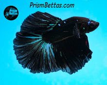 Load image into Gallery viewer, Blackstar Halfmoon Male