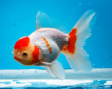 Load image into Gallery viewer, Orange and White Shogun Oranda Female (5.25 inches) Imported from Thailand
