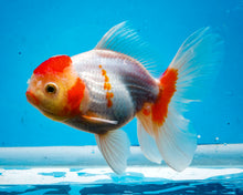 Load image into Gallery viewer, Orange and White Shogun Oranda Female (5.25 inches) Imported from Thailand