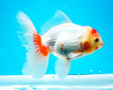 Load image into Gallery viewer, Orange and White Shogun Oranda Female (5.25 inches) Imported from Thailand