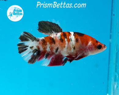 Red Koi Halfmoon Plakat Female