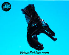 Load image into Gallery viewer, Blackstar Halfmoon Male