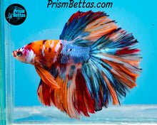 Load image into Gallery viewer, Candy Koi Rosetail Halfmoon Male