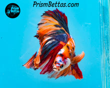 Load image into Gallery viewer, Candy Koi Rosetail Halfmoon Male