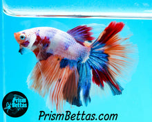 Load image into Gallery viewer, Rainbow Marble Halfmoon Male