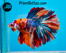 Load image into Gallery viewer, Candy Koi Rosetail Halfmoon Male