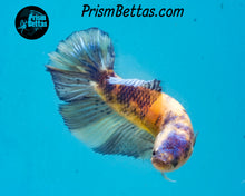 Load image into Gallery viewer, Marble Halfmoon Female