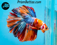 Load image into Gallery viewer, Candy Koi Rosetail Halfmoon Male
