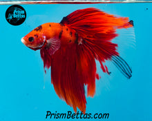 Load image into Gallery viewer, Red Koi Halfmoon Male
