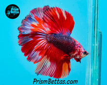 Load image into Gallery viewer, Rainbow Marble Halfmoon Male