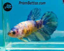 Load image into Gallery viewer, Marble Halfmoon Female