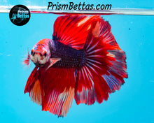 Load image into Gallery viewer, Rainbow Marble Halfmoon Male