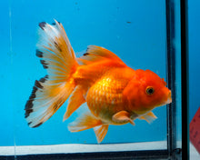 Load image into Gallery viewer, Orange Oranda Male(4.5 inches) Imported from Thailand