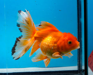 Orange Oranda Male(4.5 inches) Imported from Thailand
