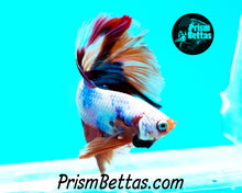 Load image into Gallery viewer, Rainbow Marble Halfmoon Male