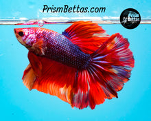 Load image into Gallery viewer, Rainbow Marble Halfmoon Male