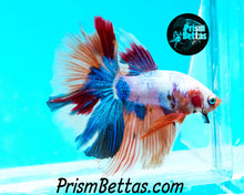 Load image into Gallery viewer, Rainbow Marble Halfmoon Male